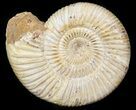 Perisphinctes Ammonite - Jurassic #45401-1